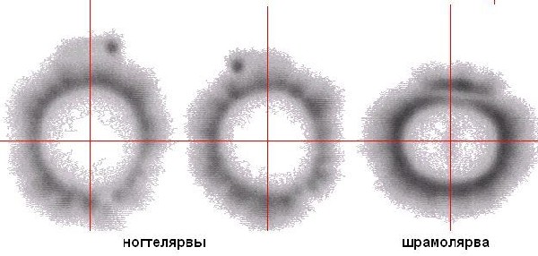 лярвы.jpg